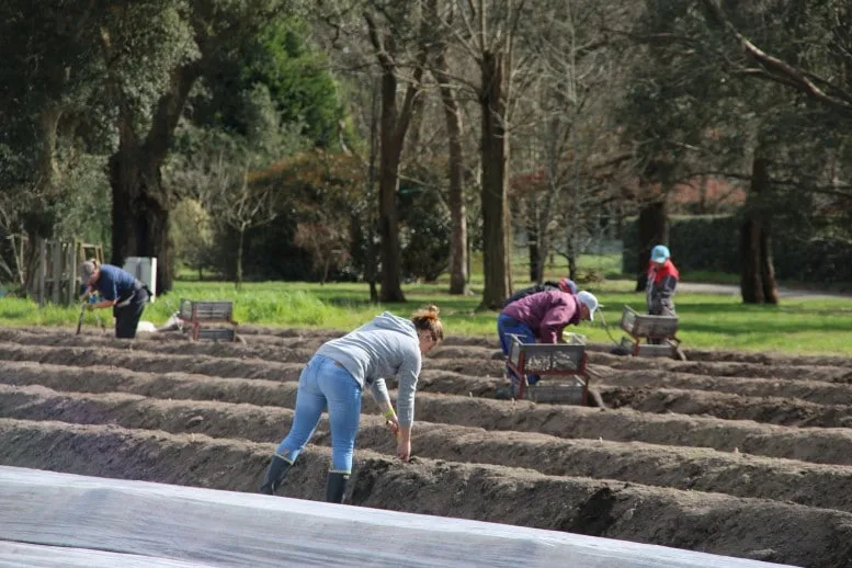 ferme Darrigade Soustons Landes Cacahuète