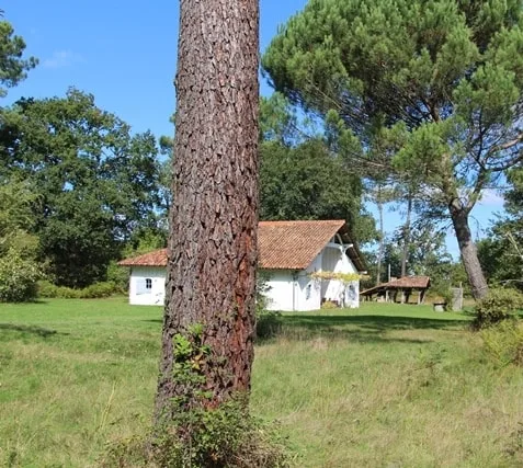 Un airial landais