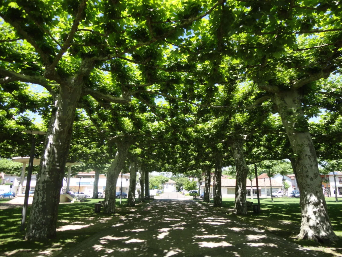 Labouheyre platanes