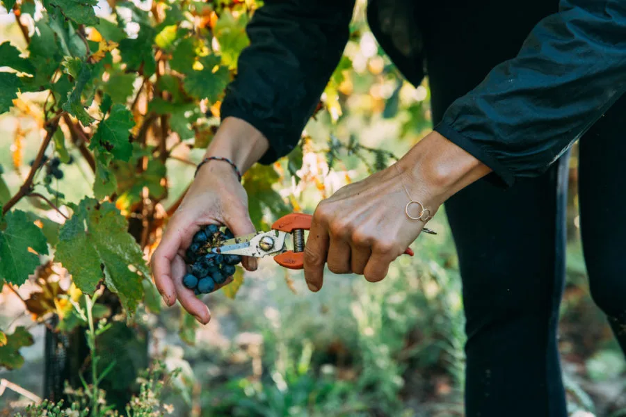 Tursan vigne et vendange