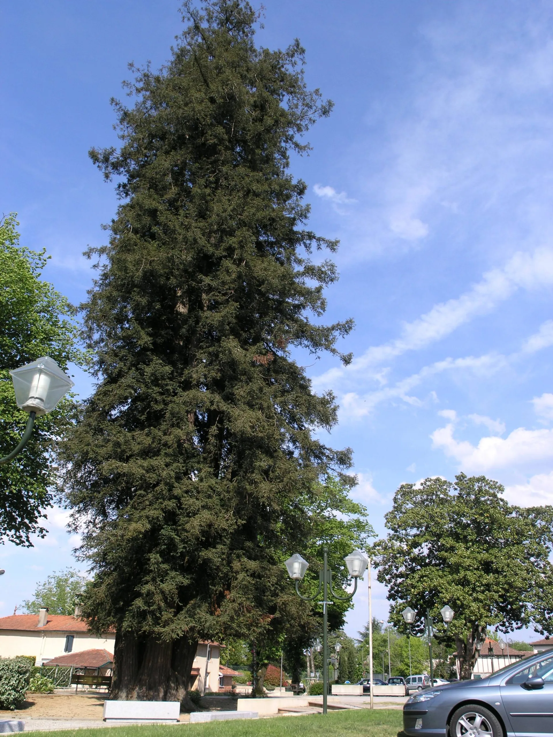 © Mairie de Castets – CASTETS – Le séquoia à l’echelle d’une voiture