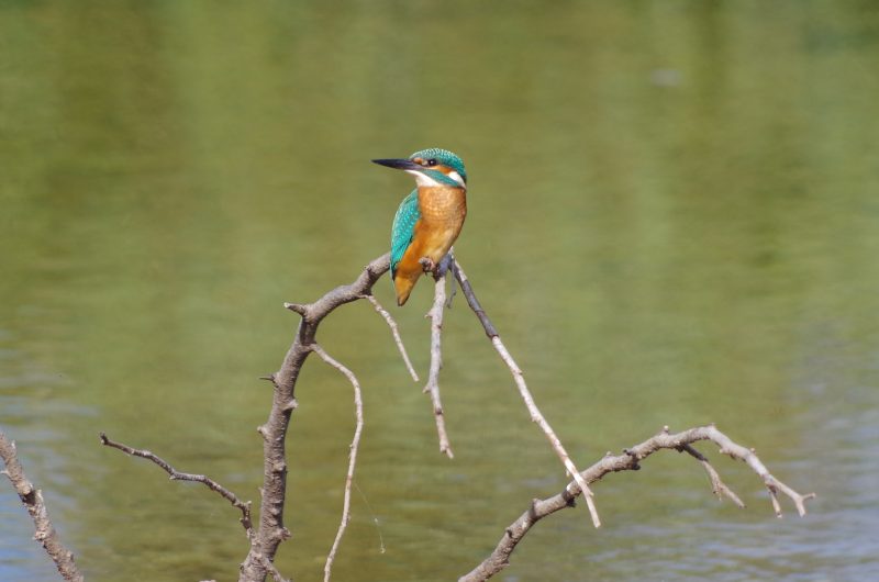 -Catherine-Kwasniewski-3