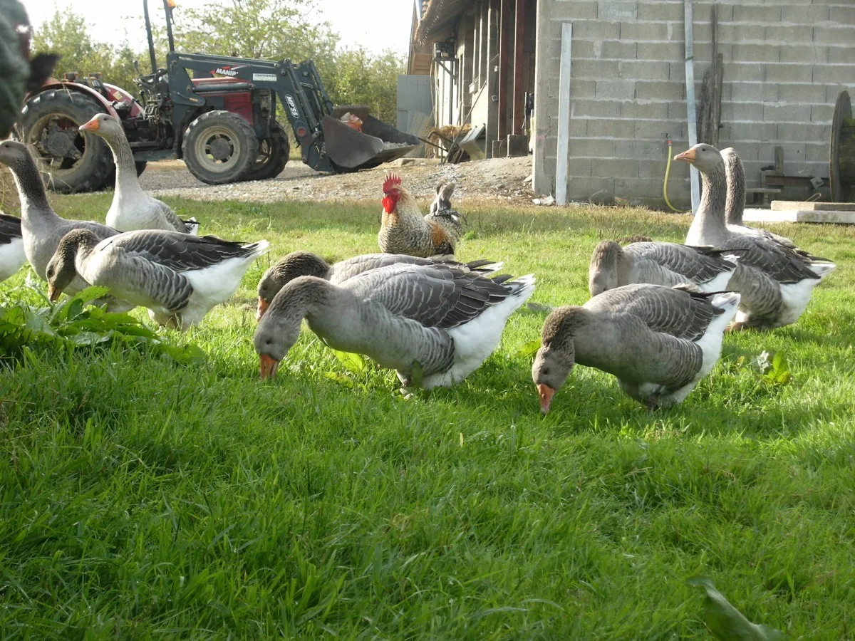 -Ferme-Pelerin-2016–1-