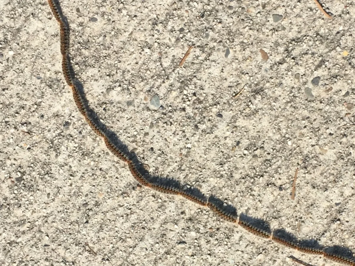 -Neoprotek-2017–3-