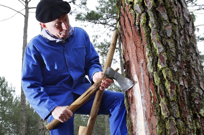 1-resiniers-bisca-foret