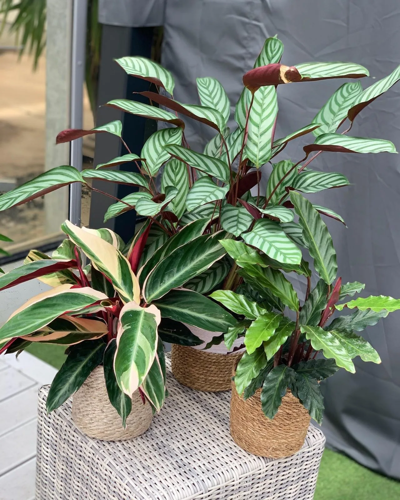 109957818_890252254791506_5807149076611719008_o