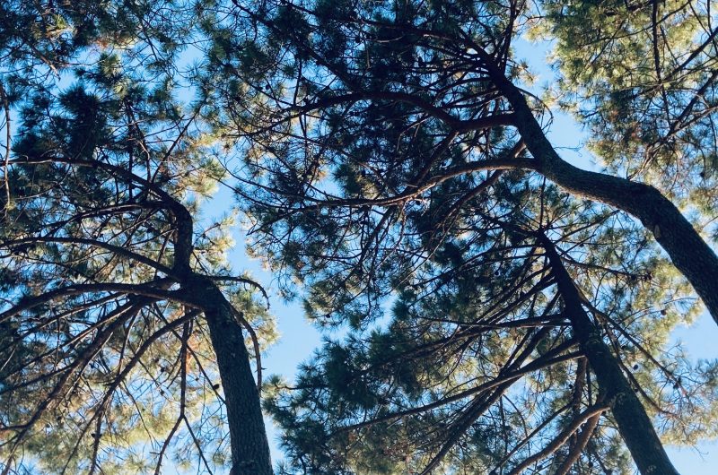 13-Pins__Conservatoire_Landes_Gascogne