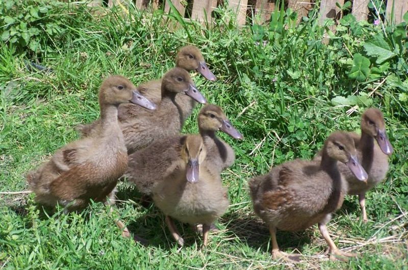 1959236-313579685459581-6797585432086294657-n