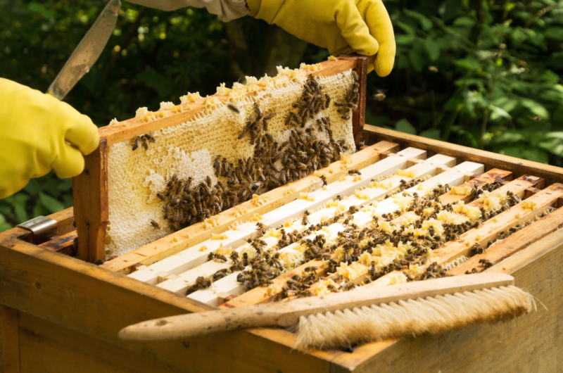 photo activité – 2