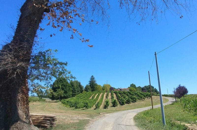 2020-HONT-Domaine de Marquestau-Ext ©OT Landes d’Armagnac-EC (10)