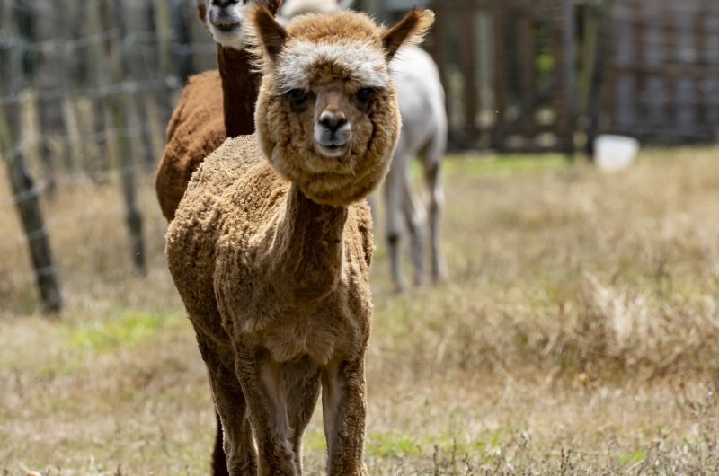 2022 – BOUR – Ferme Le Hillot – ©Midi Prod (2)