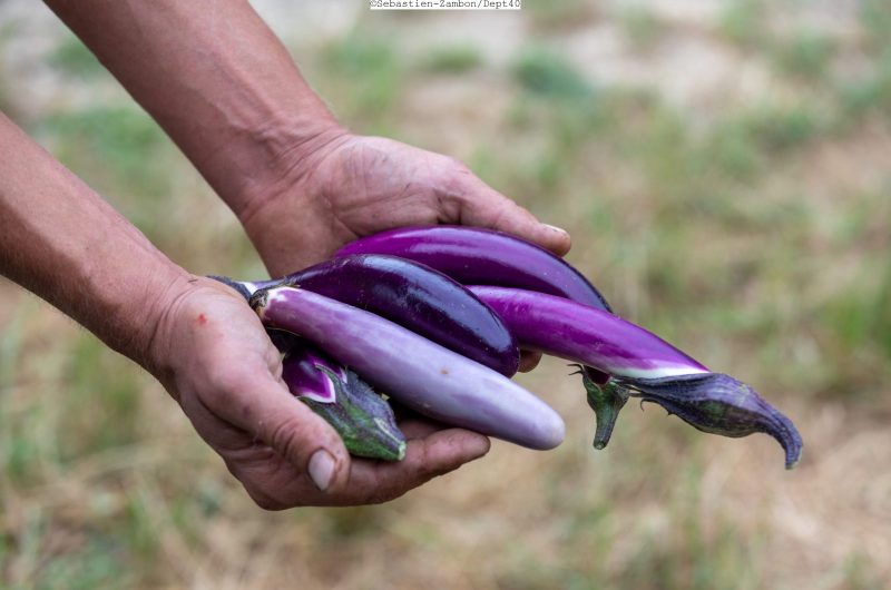 20230724-Maraichers-Pauline-Yann-0974