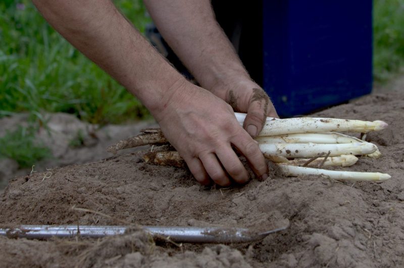 2024 – CACH – Ferme des Sables Blancs – Récolte asperges – ©Ferme des Sables Blancs