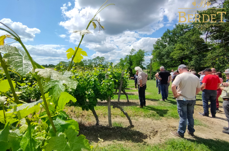 2025 – BOUR – Domaine de Berdet – Vignes – ©Domaine du Berdet