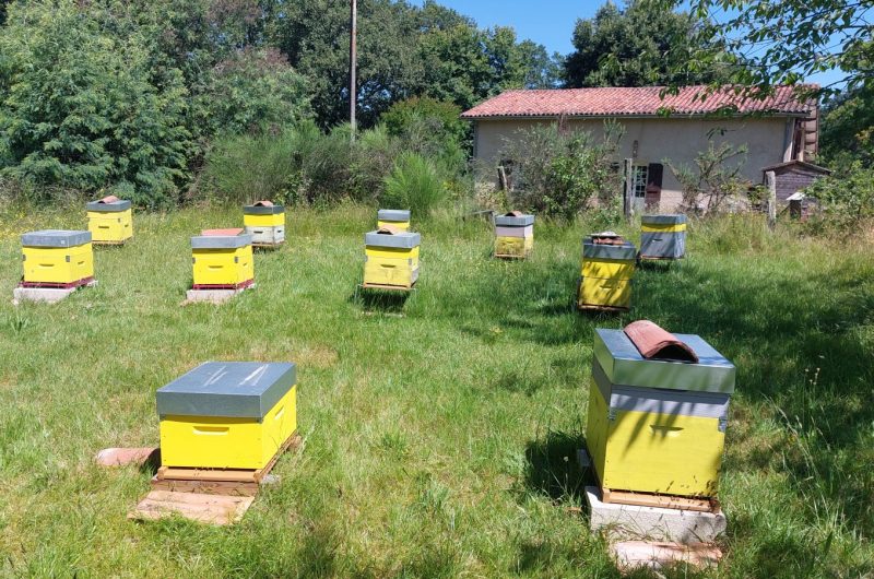 2025 – LACQ – Le Rucher de Trouillet – Ruches – ©Béatrice Vallat (1)