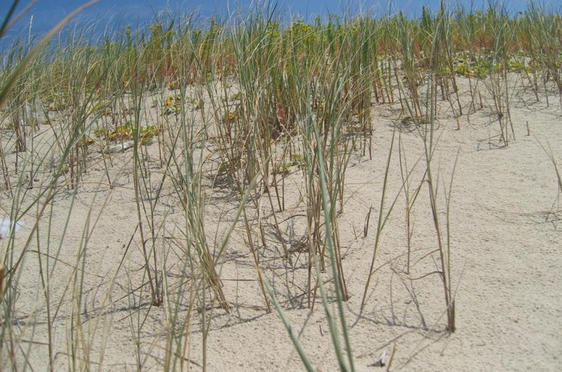 2026_larriau8 (Copier)