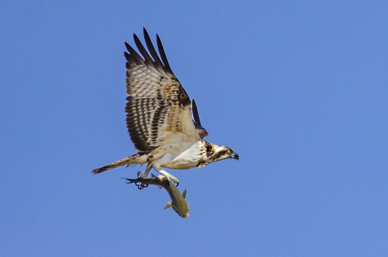 44802840731_03b59b832a_k