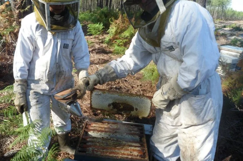 662865-rucher-de-claron—api-box