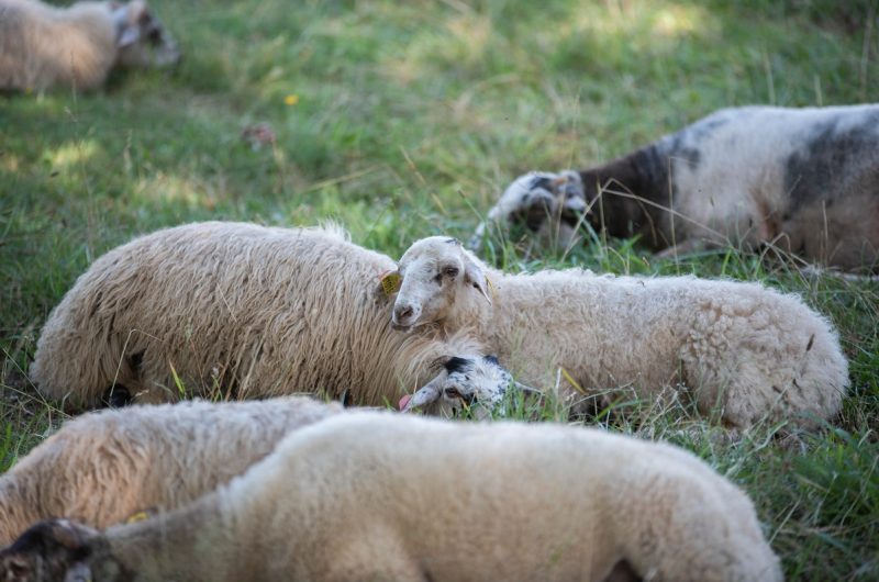 663654-ganaderia-de-buros—-lucat-lucine-57r