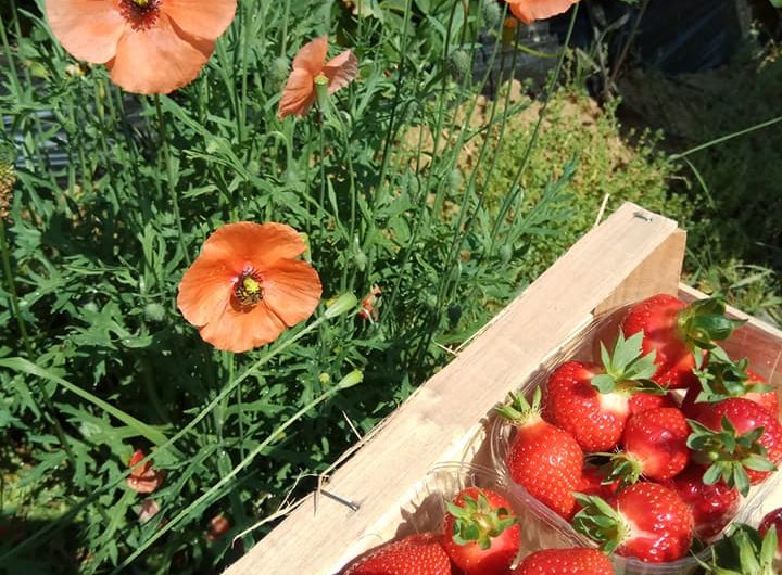 667314-fraises-du-moun-1