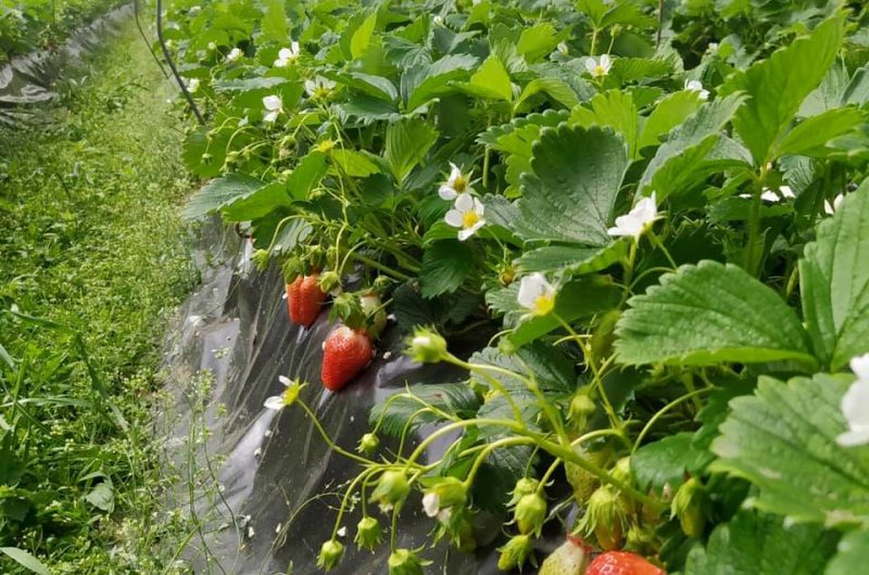 667315-fraises-du-moun-2