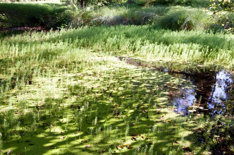 667606-laglorieuse-ymanioski-15r