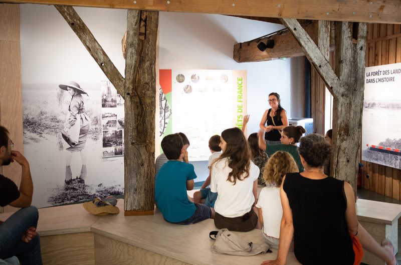 697857-graine-de-foret-2