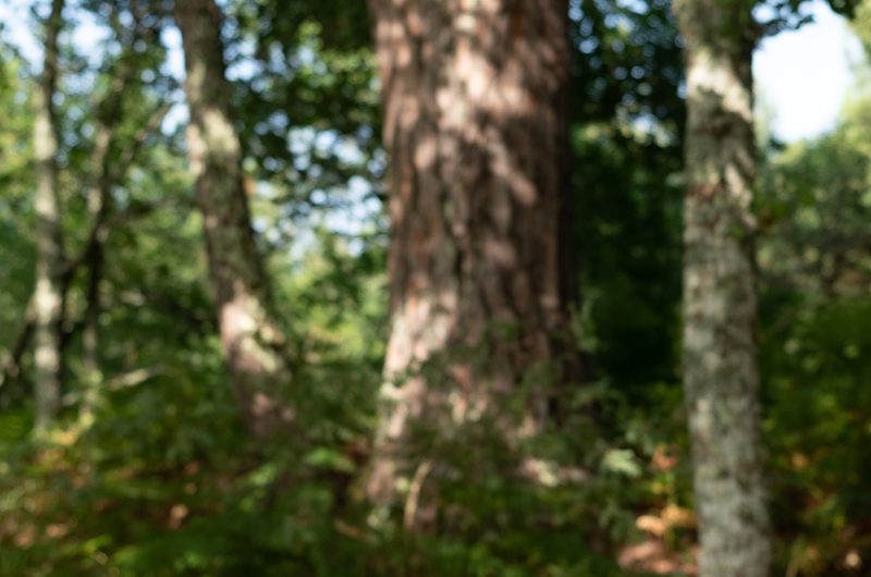 697871-graine-de-foret-16