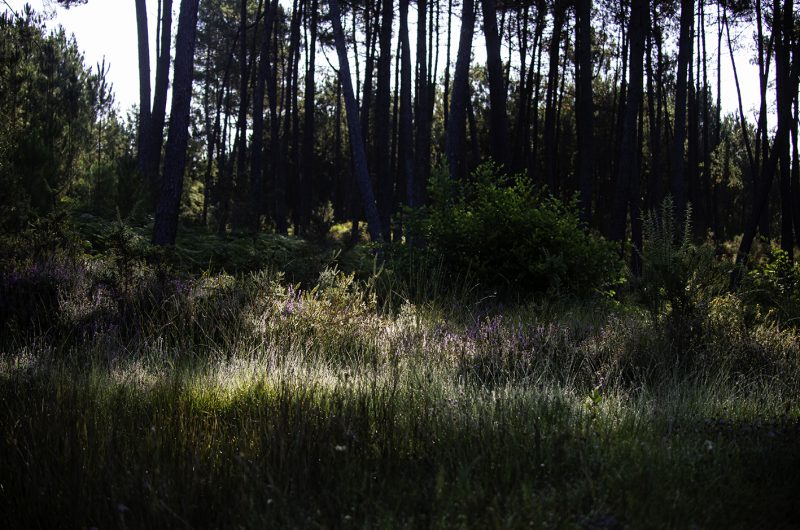 731789-centredebiodiversitejeanrostand2022-5