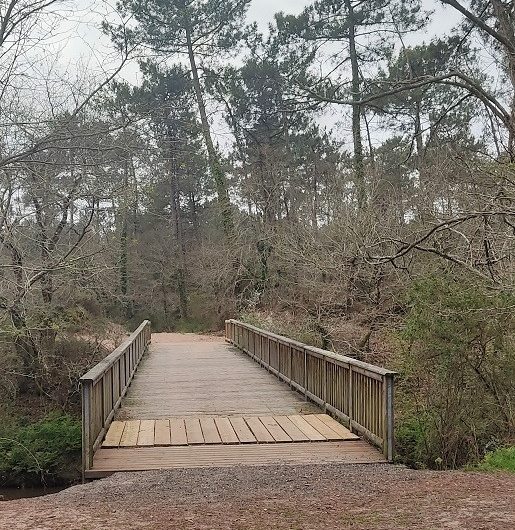 A Labenne, Circuit des Arbres remarquables