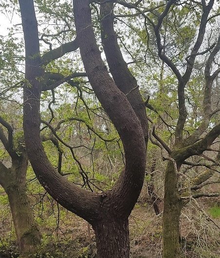 A Labenne, Circuit des Arbres remarquables