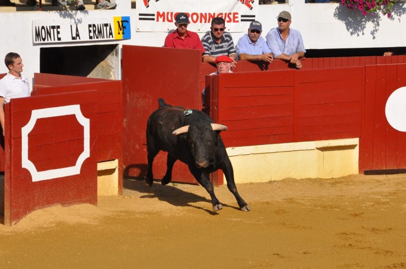 Arenes—novillada-pour-TiS