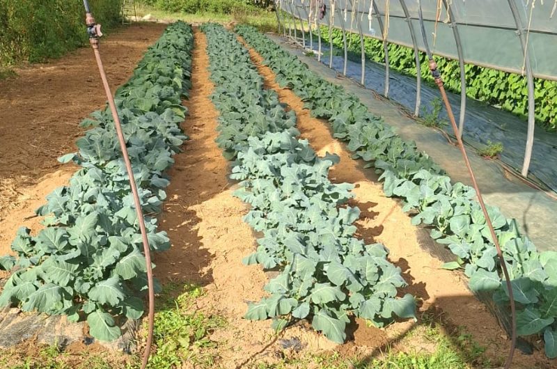 Banos_La Ferme de Berdin_@Magali Tauzin (4)