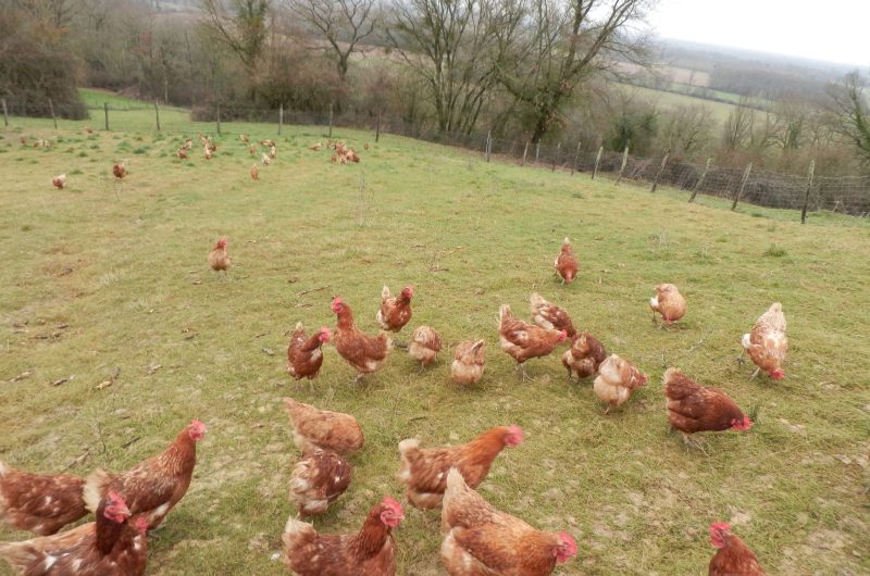 Banos_La Ferme de Berdin_@Magali Tauzin (5)