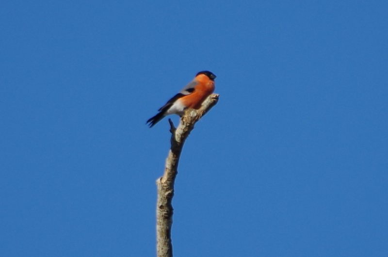 Bouvreuil-pivoine-mars-2026–C-KWAS