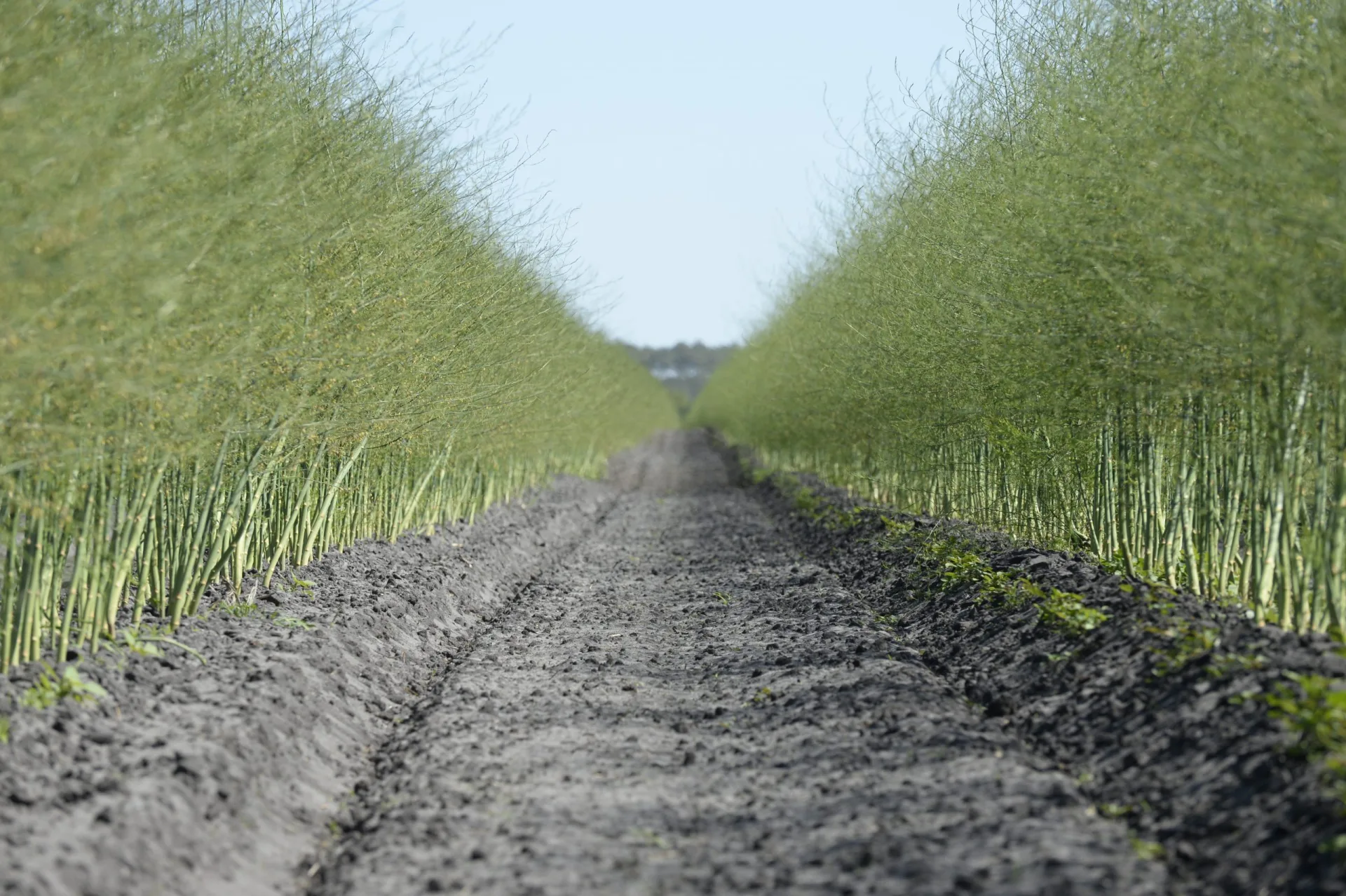 CASTETS-COPA-DAX–2–2