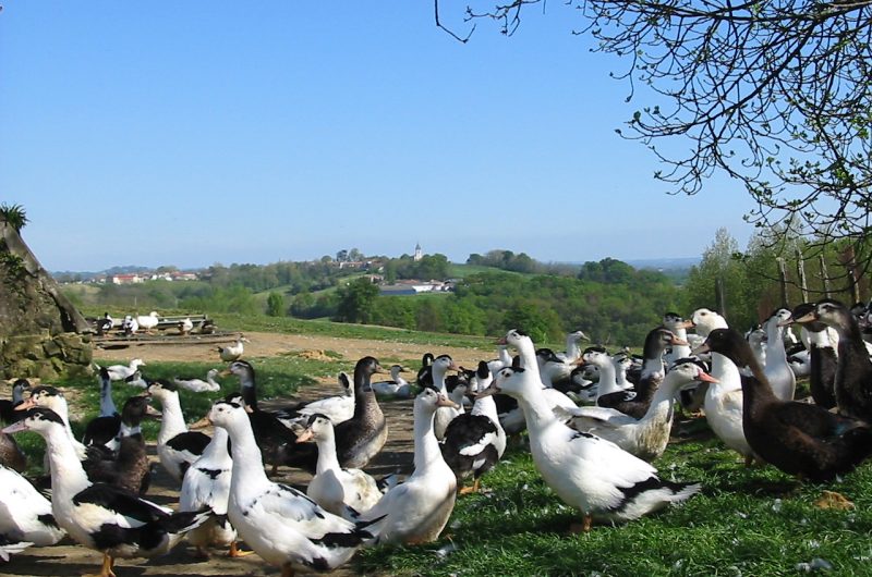 Canards Ferme Jouandéou