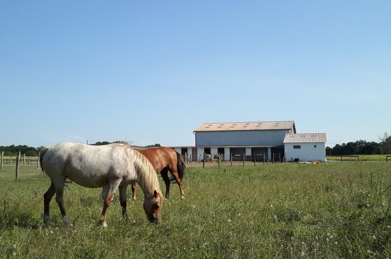 Centre équestre La Houn – prairie
