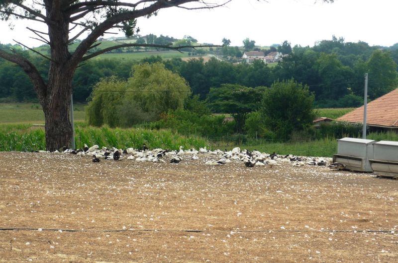 Ferme-Guilhem-Hauriet-2