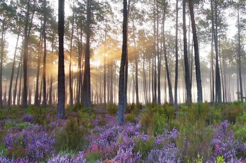 Forêt landaise – Sylviculture – Pins maritumes –