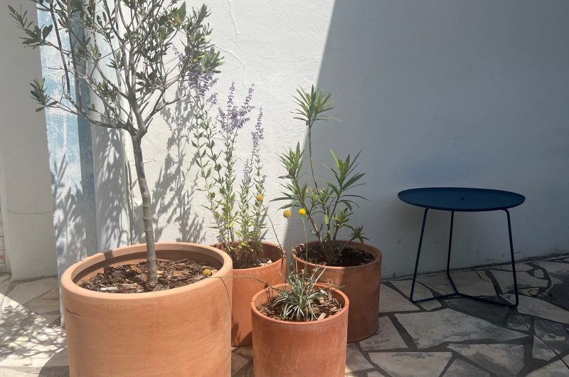 Gout_capbreton_landesatlantiquesud (5)