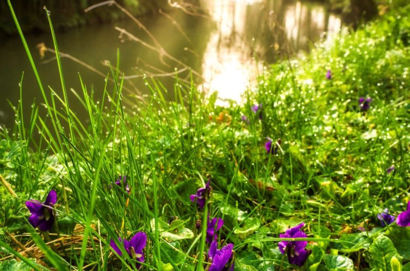 Hagetmau_Sentier des Meuniers_Nature_Rivière_@LRC Photographie
