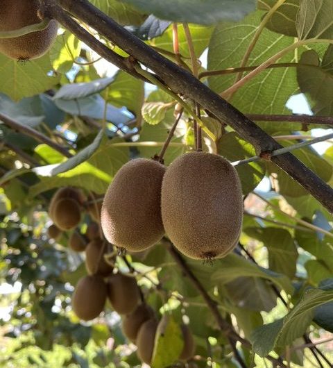 Kiwis27©OTLVK