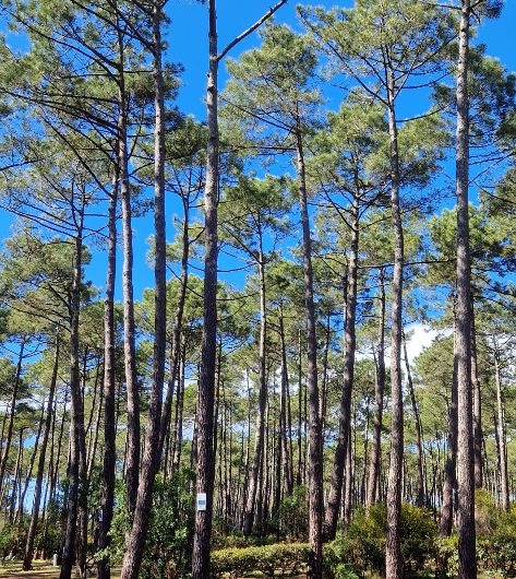 LIT-CampingCap_Camping_Cap_03