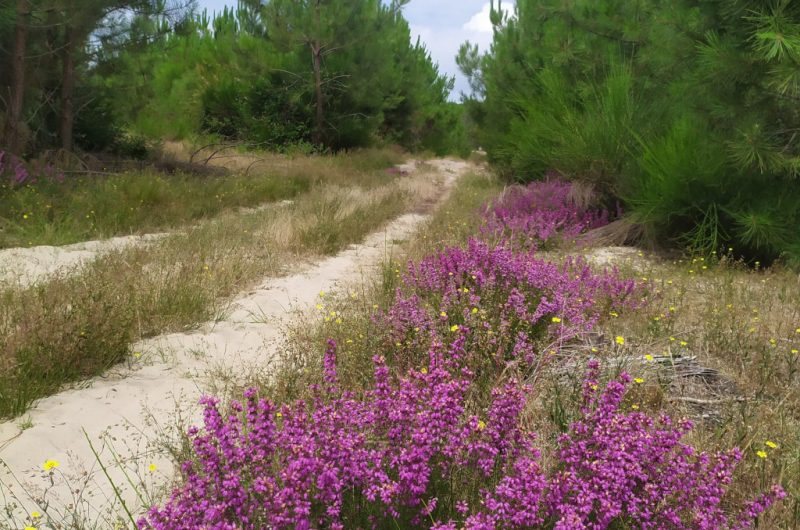 A Lit et Mixe, circuit du Cap de l’Homy