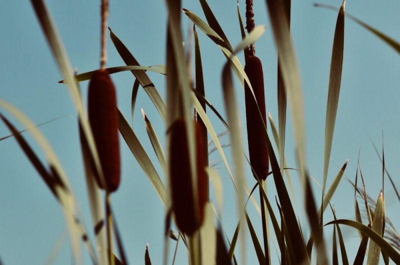 Les-roseaux-2019–Les-Roseaux–4-