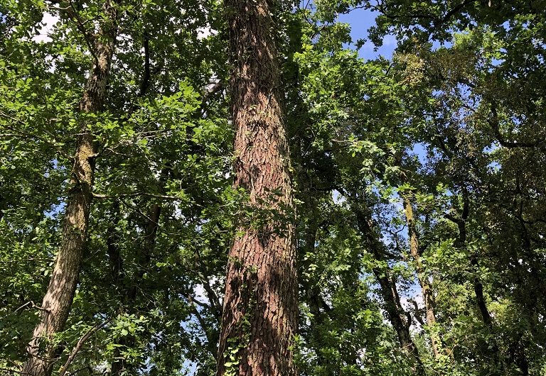 A Labenne, Circuit des Arbres remarquables