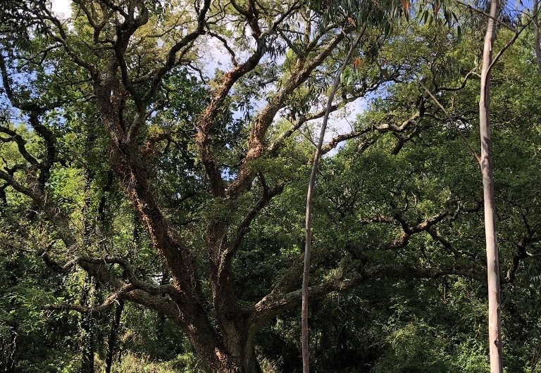 A Labenne, Circuit des Arbres remarquables