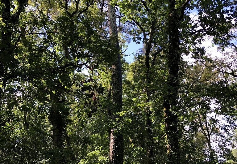 A Labenne, Circuit des Arbres remarquables