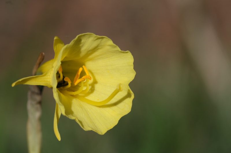 Plante-301-David-SAUTET-PNRLG